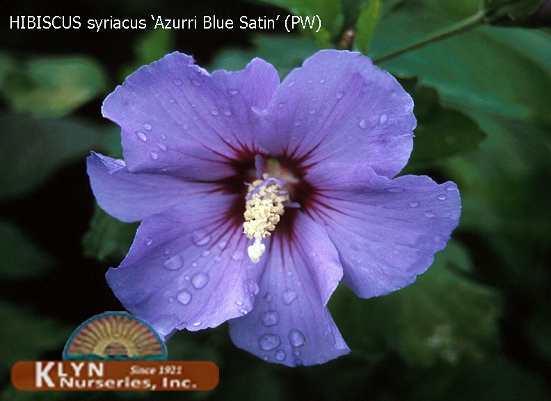 HIBISCUS syriacus Azurri Blue Satin® - Azurri Blue Satin®  Rose of Sharon