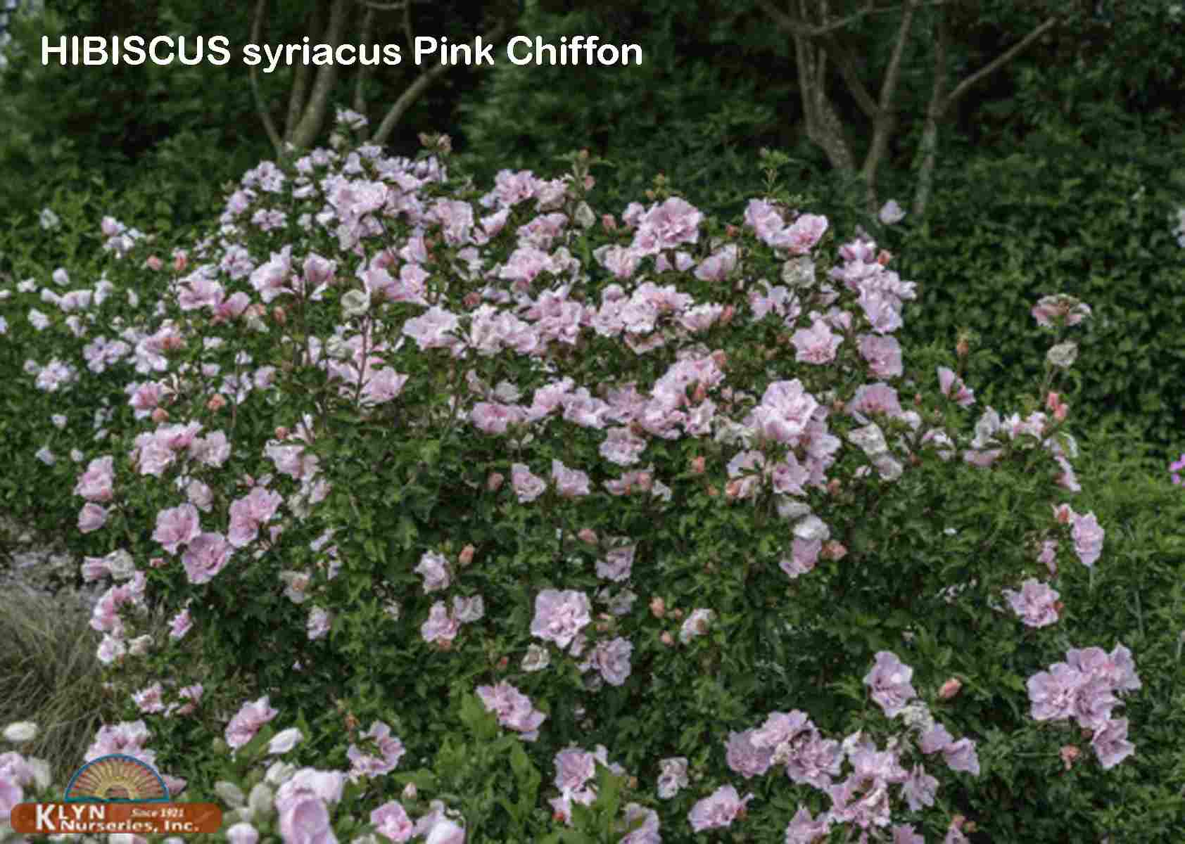 HIBISCUS syriacus Pink Chiffon™