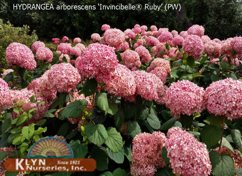 HYDRANGEA arborescens Invincibelle® Ruby - Ruby Smooth Hydrangea