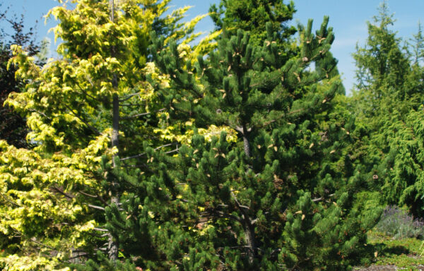 PINUS nigra ‘Oregon Green’