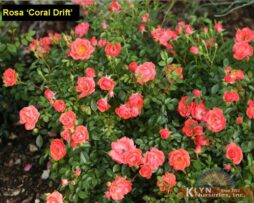 ROSA Coral Drift® - Coral Drift® Rose