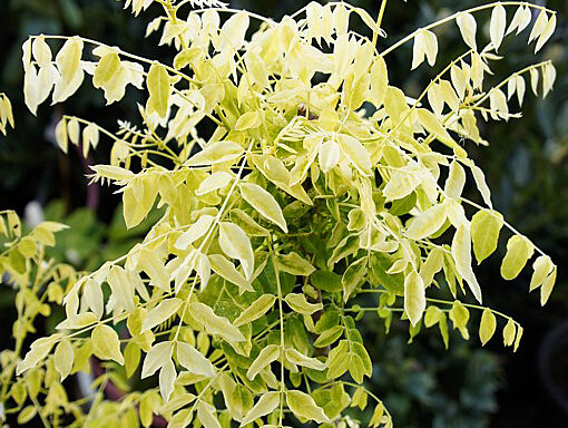 SOPHORA japonica ‘Winter Gold’