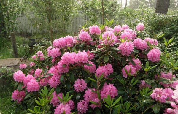 RHODODENDRON ‘Helliki’