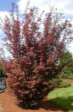 Acer palmatum 'Twombly's Red Sentinel'-Twombly's Red Sentinel Maple