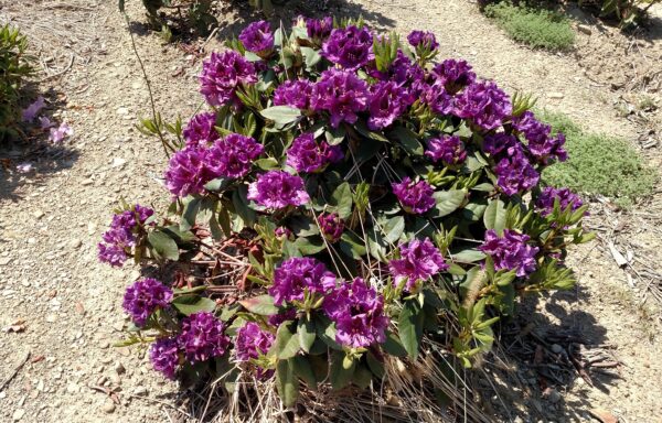 RHODODENDRON ‘Edith Bosely’
