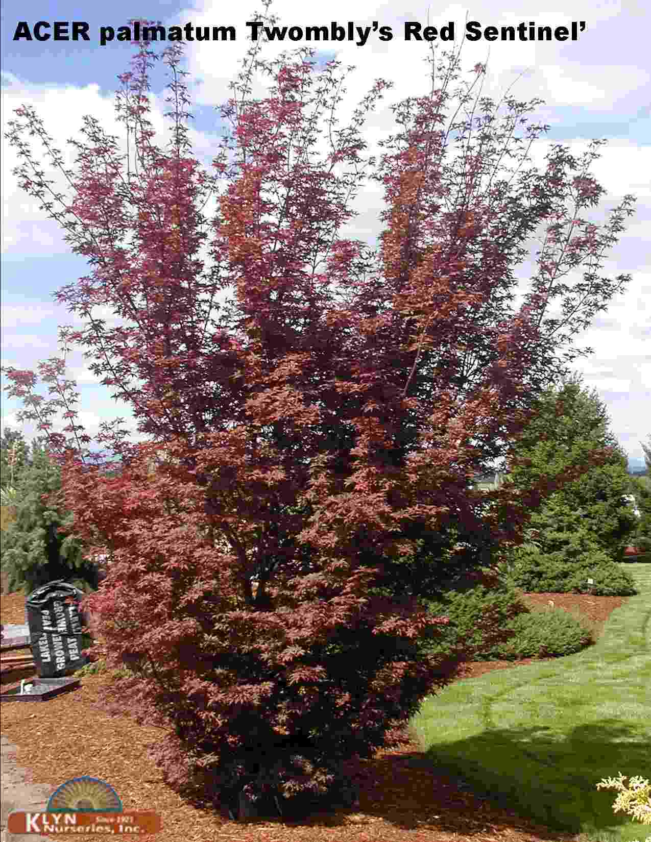 ACER palmatum ‘Twombly’s Red Sentinel’