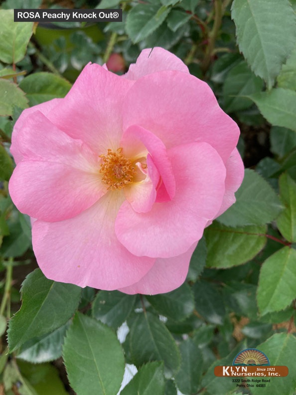 ROSA Peachy Knock Out®