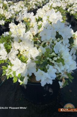 AZALEA 'Pleasant White' - Pleasant White Evergreen Azalea