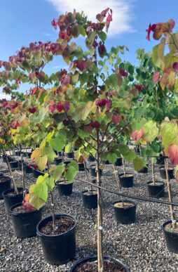 CERCIS canadensis Flame Thrower® - Flame Thrower® Redbud