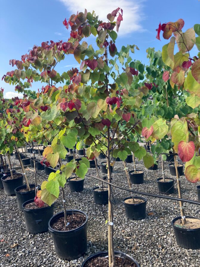 CERCIS canadensis Flame Thrower® - Flame Thrower® Redbud