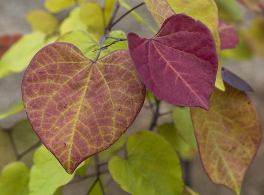 CERCIS canadensis Flame Thrower®