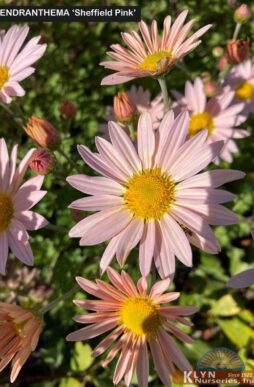 DENDRANTHEMA 'Sheffield Pink' - Sheffield Pink Chrysanthemum