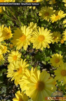 DENDRANTHEMA 'Sheffield Yellow' - Sheffield Yellow Chrysanthemum