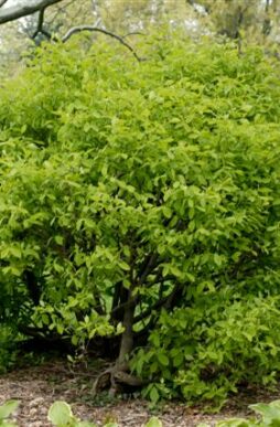 DIRCA palustris - Leatherwood