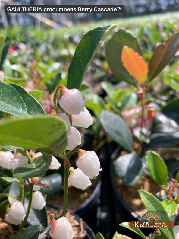 GAULTHERIA procumbens Berry Cascade™ - Berry Cascade™ Wintergreen