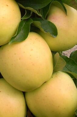 MALUS d. Urban Apples® Golden Treat™ - Golden Treat™ Urban Apple®