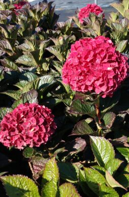 HYDRANGEA macrophylla Magical® Ruby Red - Magical® Ruby Red Hydrangea