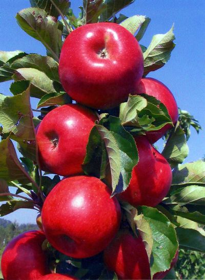 MALUS d. Urban Apples® Tasty Red™ - Tasty Red™ Urban Apple®