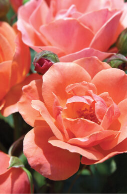 ROSA Coral Knock Out® - Coral Knock Out® Rose