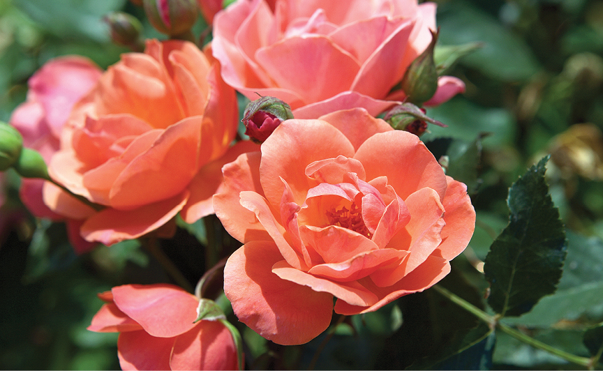 ROSA Coral Knock Out®