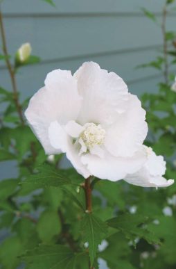 HIBISCUS syriacus White Pillar® - White Pillar® Rose of Sharon