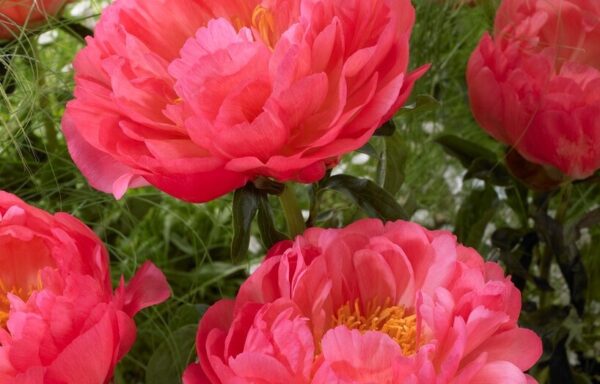 PAEONIA ‘Coral Sunset’